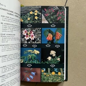 1963 Rocky Mountain Wildflowers Field Guide Roger Tory Peterson Plants Botany